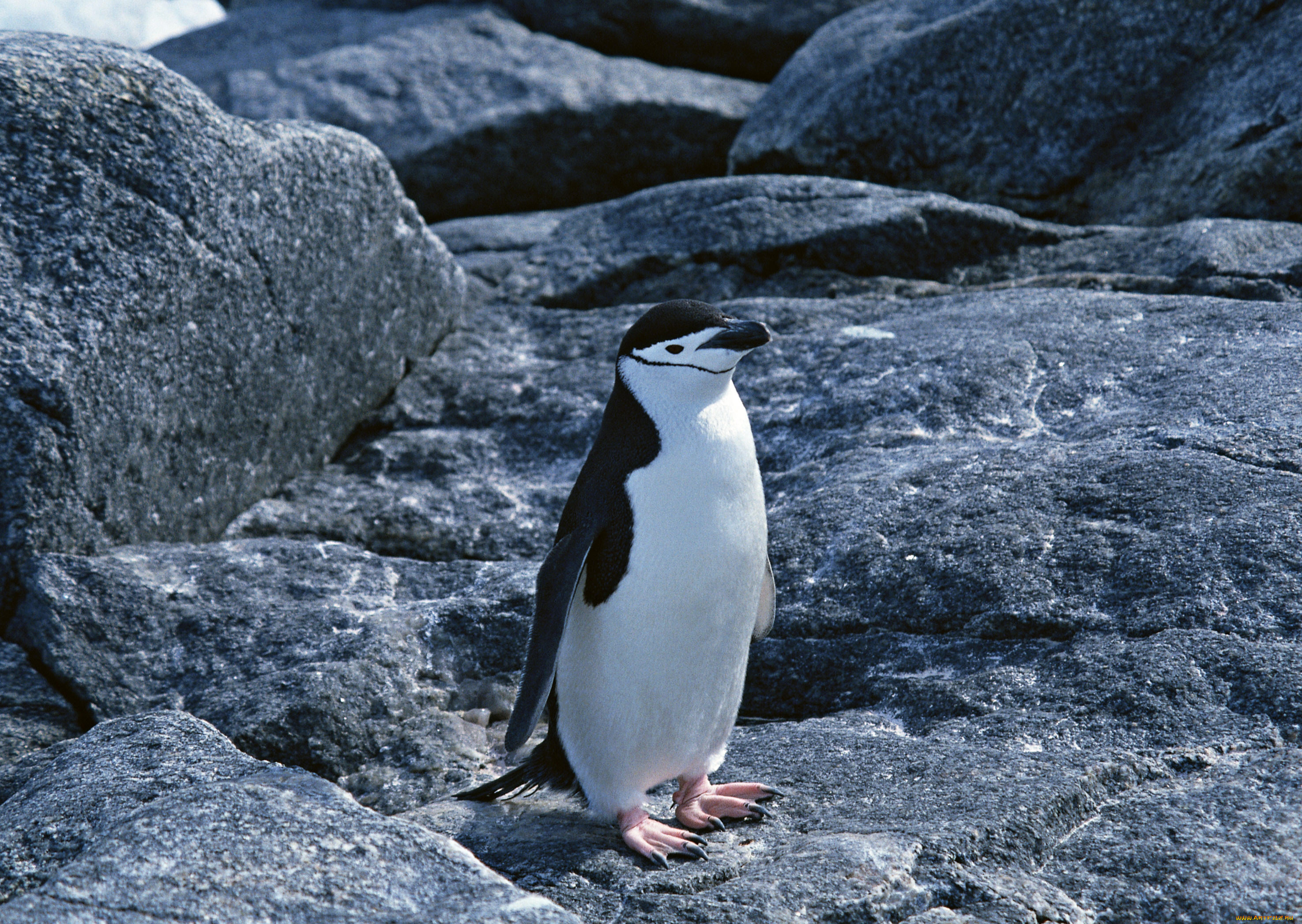 Животные Антарктиды Пингвин
